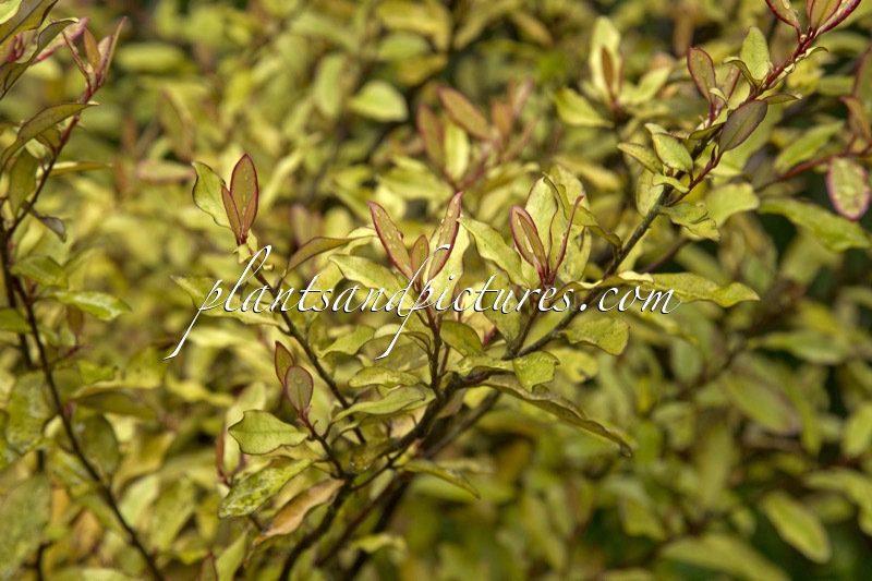 Pseudowintera colorata ‘Marjory Congreve’