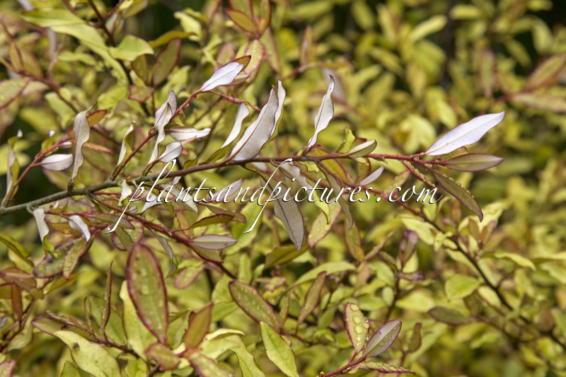 Pseudowintera colorata ‘Marjory Congreve’