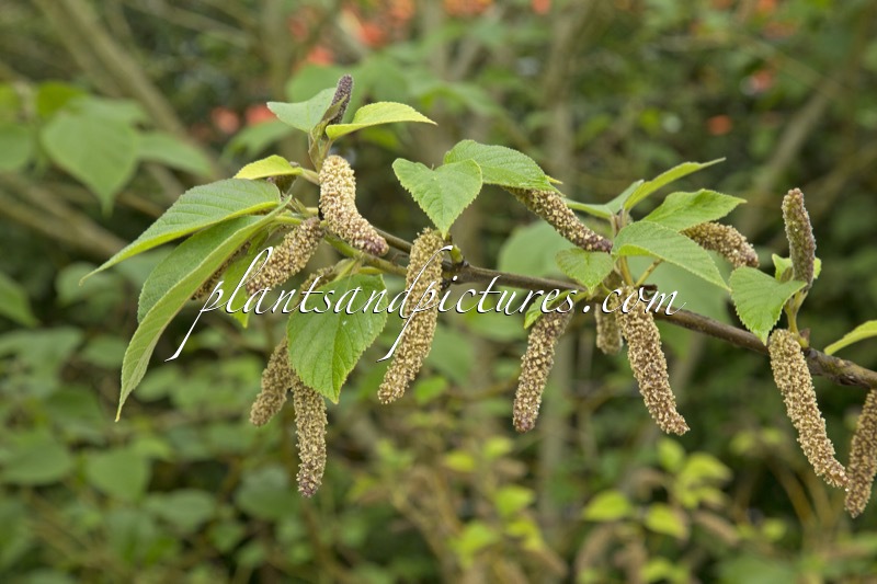 Broussonetia papyrifera