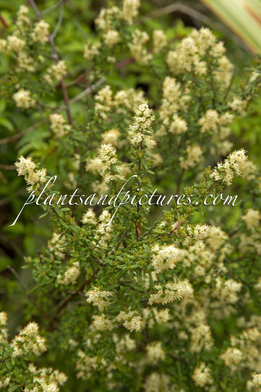 Pomaderris phylicifolia