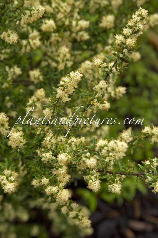 Pomaderris phylicifolia