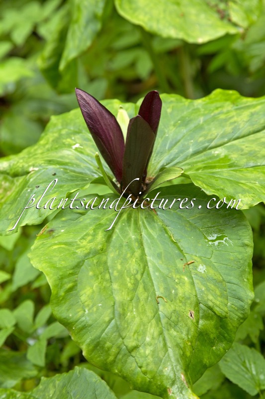 Trillium erectum