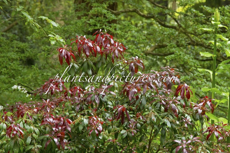 Pieris japonica ‘Katsura’