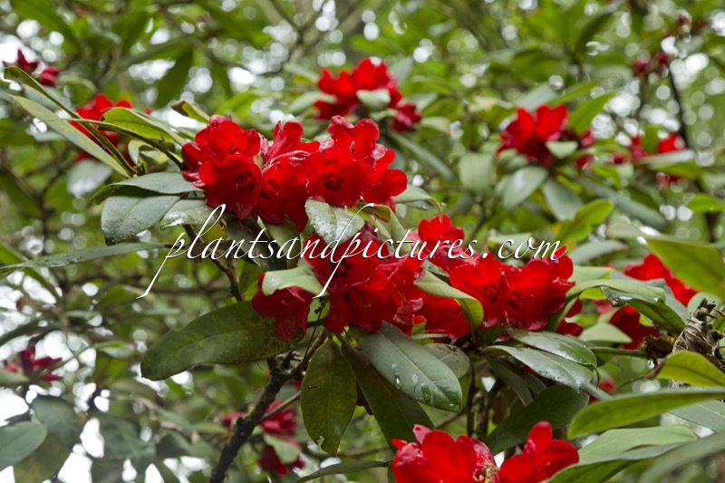 Rhododendron facetum