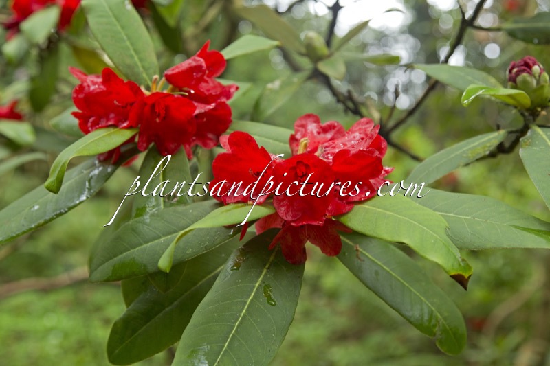 Rhododendron facetum