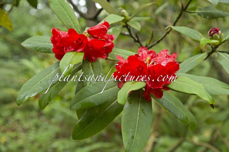 Rhododendron facetum