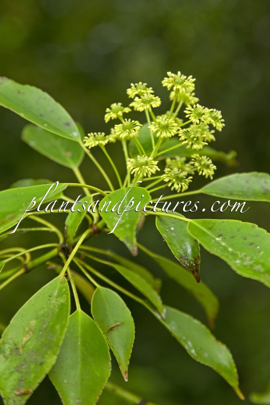 Trochodendron aralioides