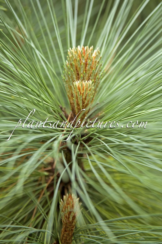 Pinus montezumae