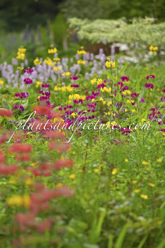 Primula japonica ‘Miller’s Crimson’