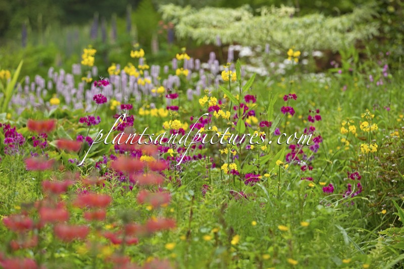 Primula japonica ‘Miller’s Crimson’