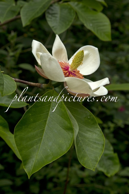 Magnolia wiesneri