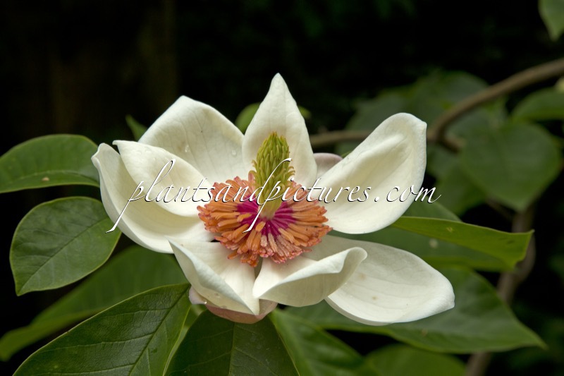 Magnolia wiesneri