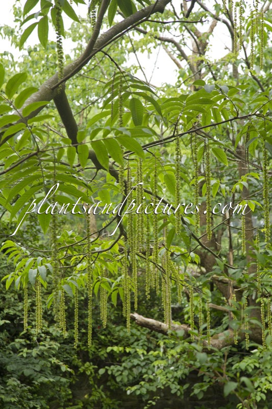 Pterocarya macroptera var. insignis