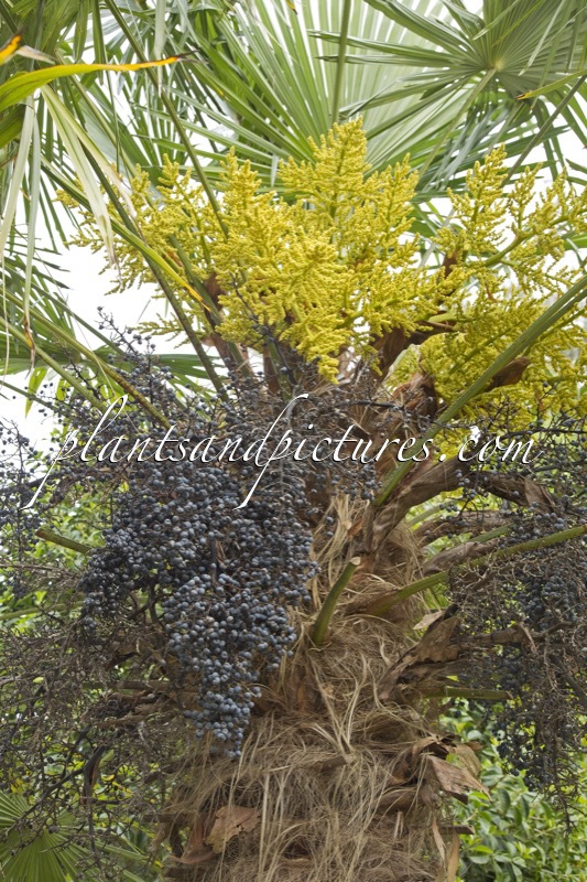 Trachycarpus fortunei