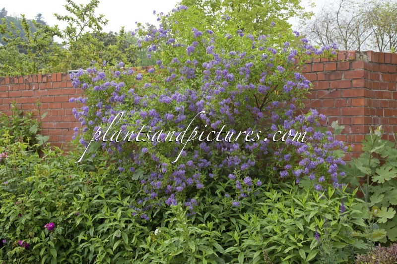 Solanum crispum ‘Glasnevin’