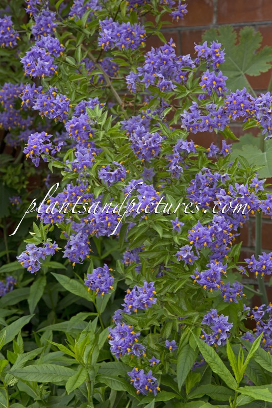 Solanum crispum ‘Glasnevin’