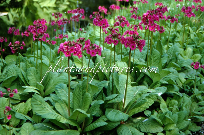 Primula bulleesiana
