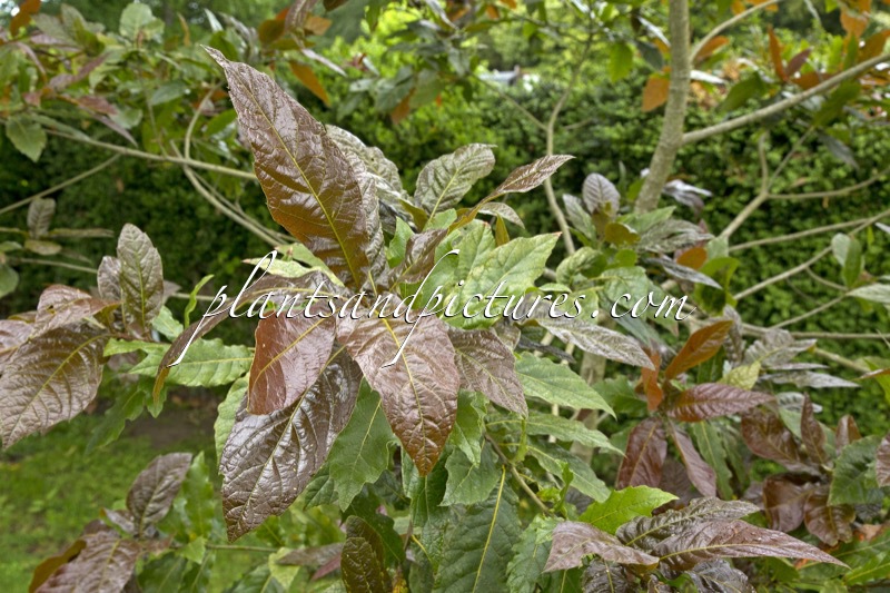 Quercus rysophylla ‘Maya’