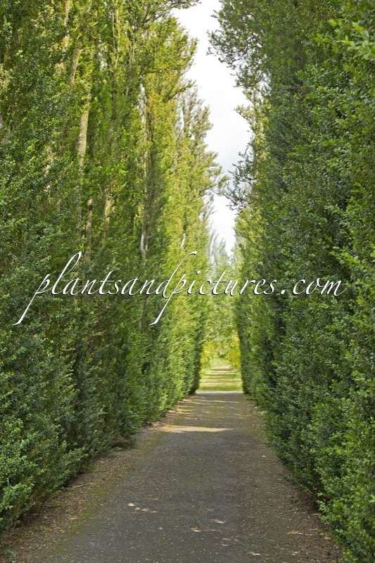 Buxus sempervirens