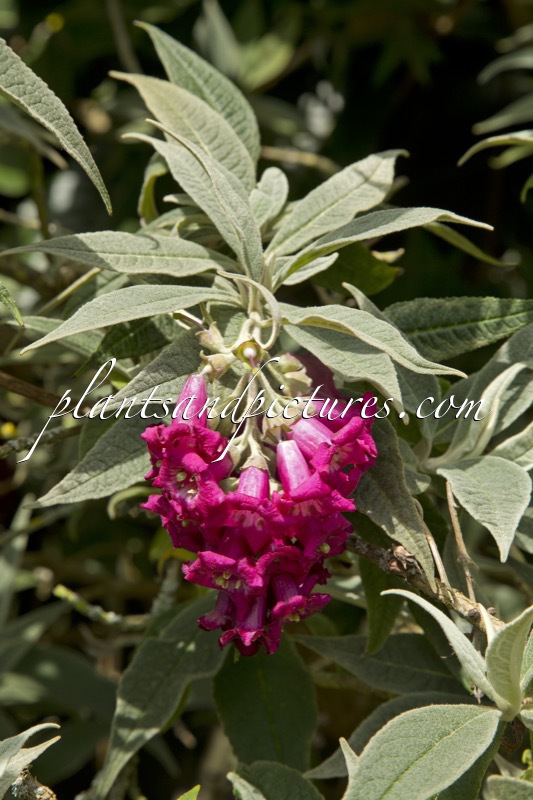 Buddleja colvilei