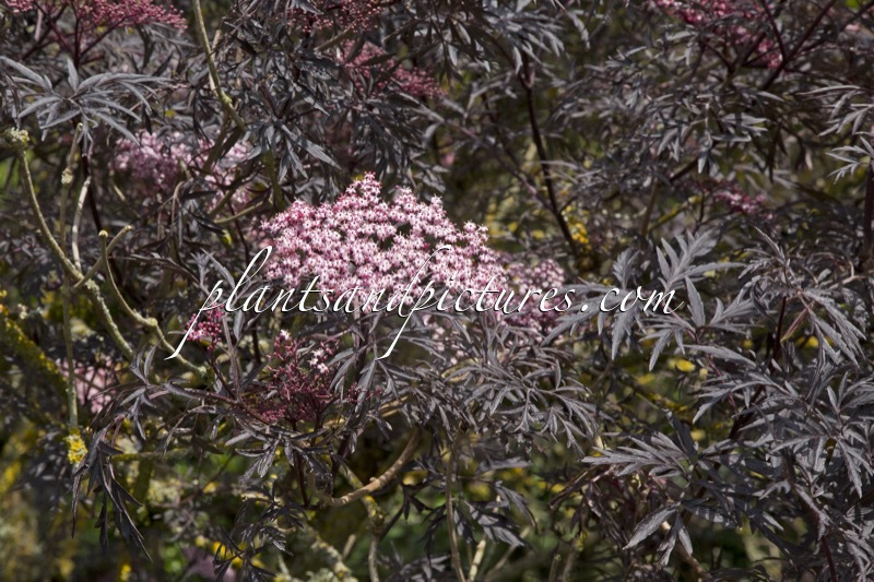 Sambucus nigra ‘Eva’ (BLACK LACE)