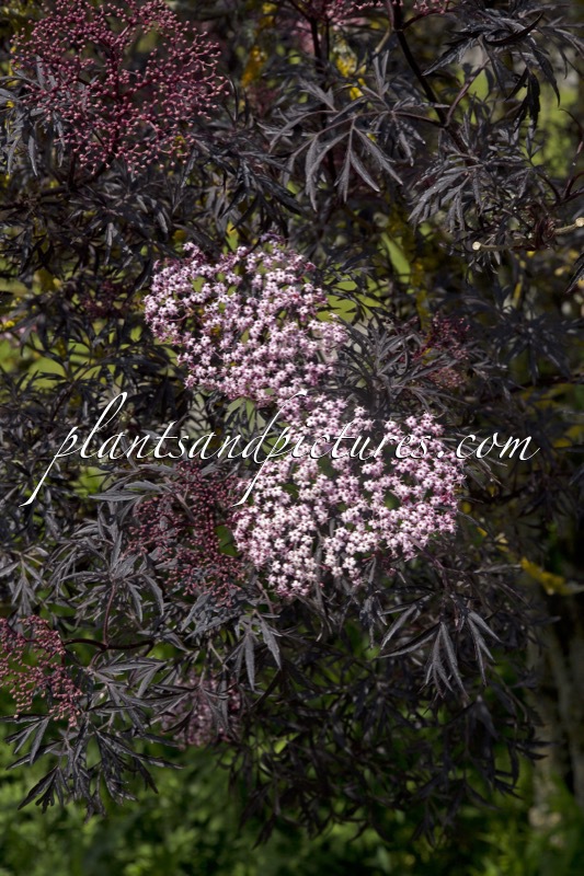 Sambucus nigra ‘Eva’ (BLACK LACE)
