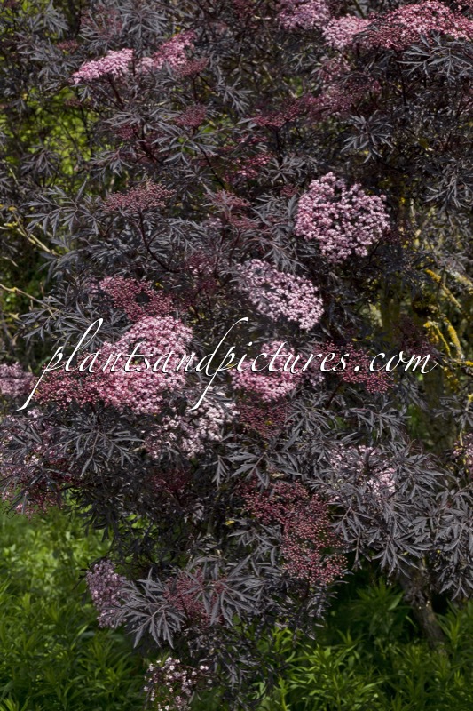 Sambucus nigra ‘Eva’ (BLACK LACE)