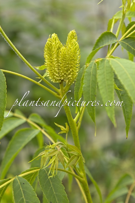 Platycarya strobilacea