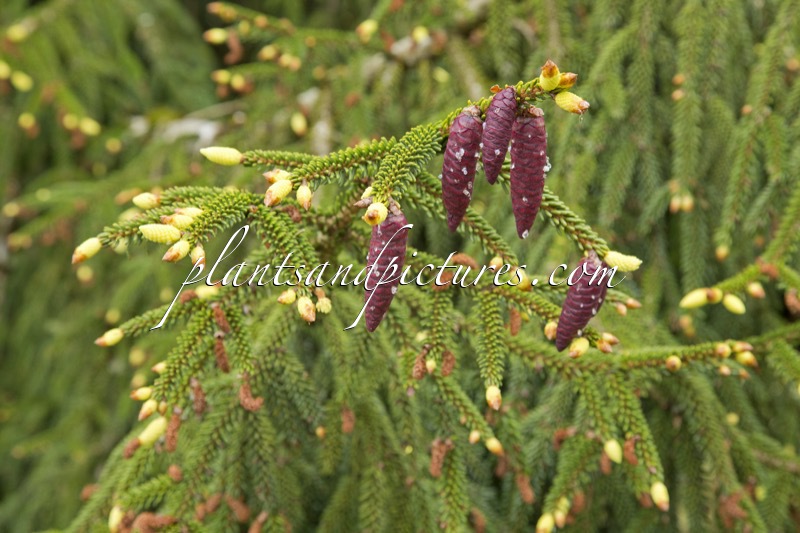 Picea orientalis ‘Aureospicata’