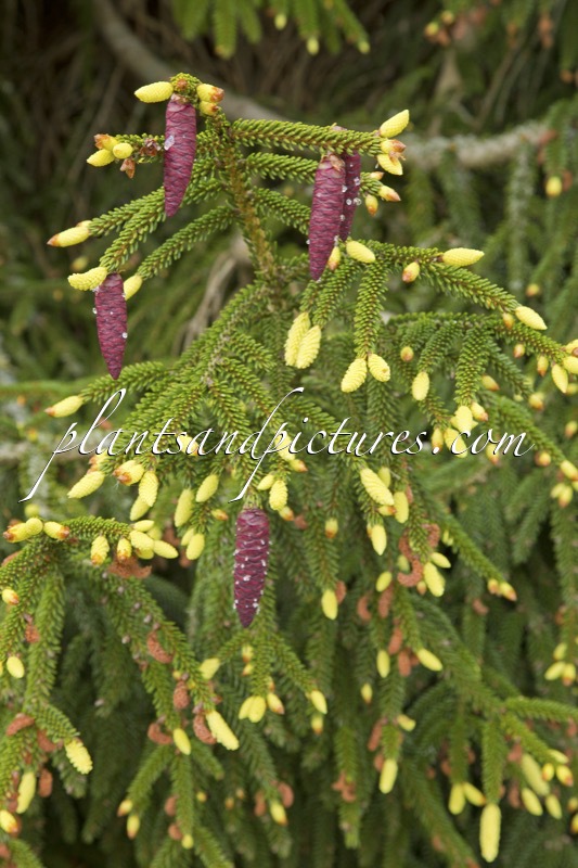 Picea orientalis ‘Aureospicata’