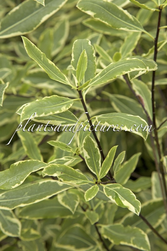 Pittosporum eugenioides ‘Variegatum’