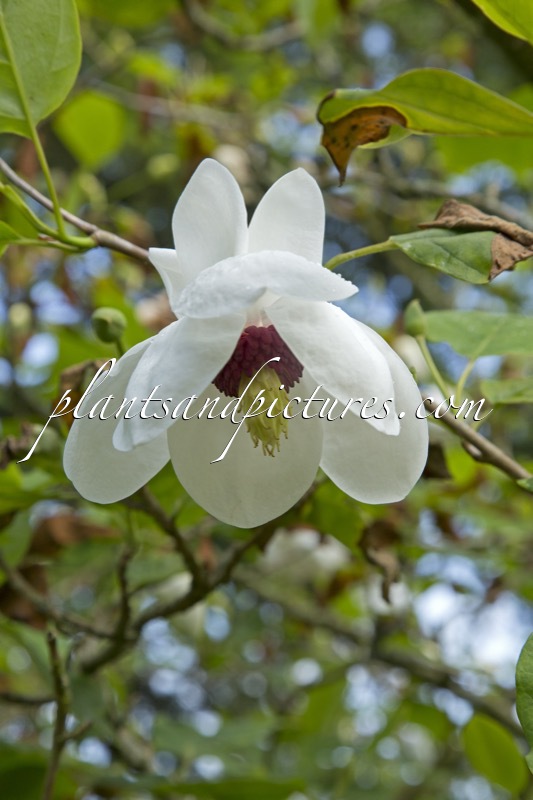 Magnolia sieboldii ‘Colossus’