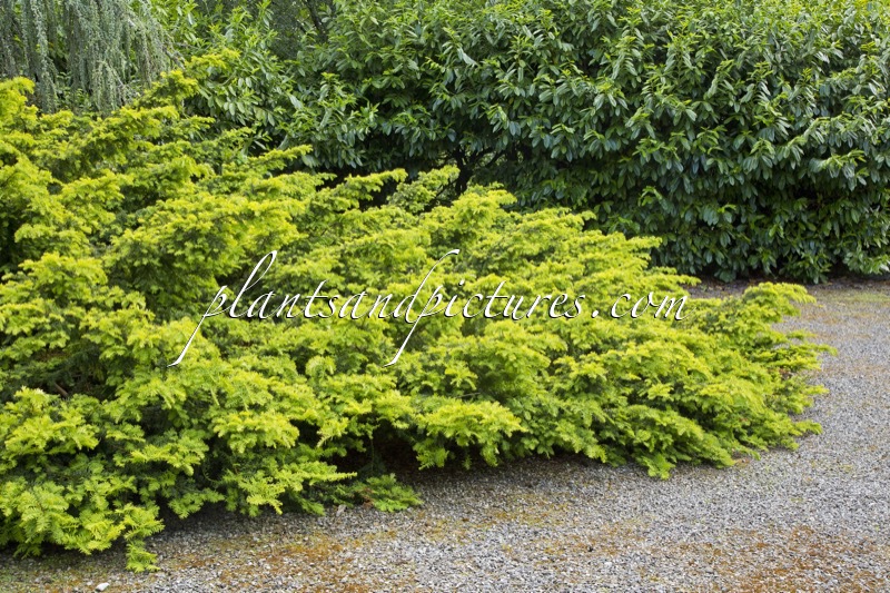 Taxus baccata ‘Summergold’