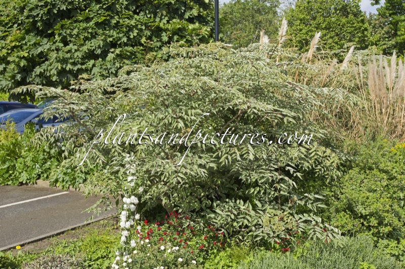 Aralia elata ‘Silver Umbrella’