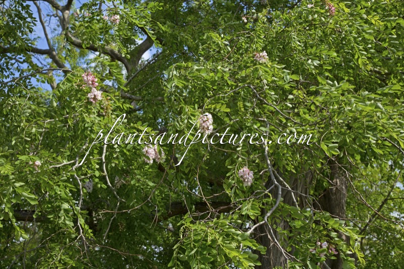 Robinia luxurians