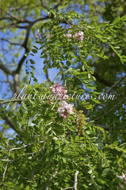 Robinia luxurians
