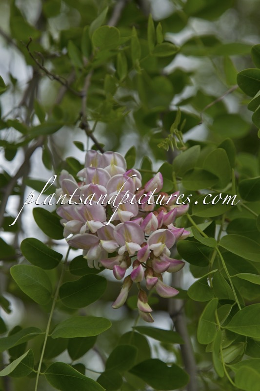Robinia luxurians