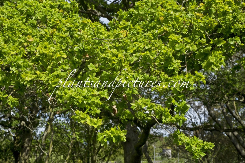Quercus robur ‘Cristata’
