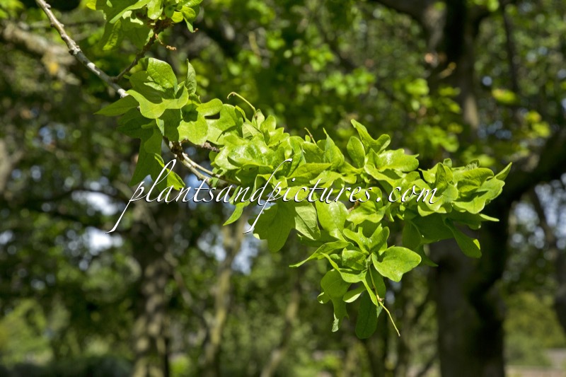 Quercus robur ‘Cristata’