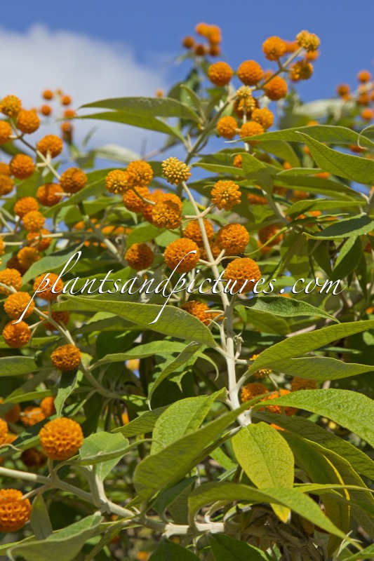 Buddleja globosa