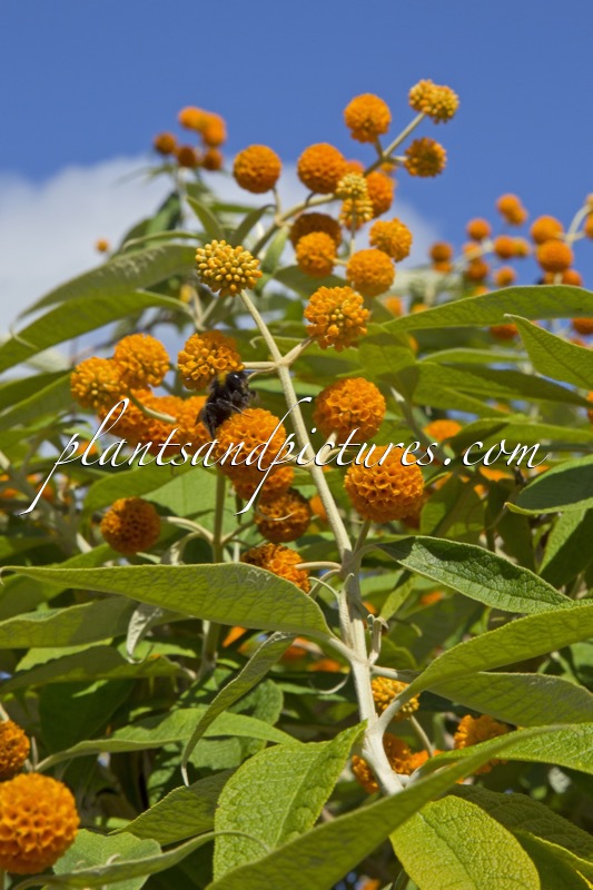Buddleja globosa
