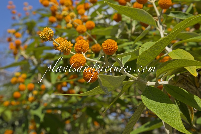 Buddleja globosa