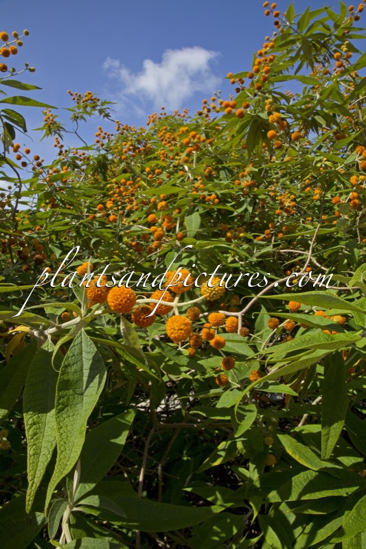Buddleja globosa
