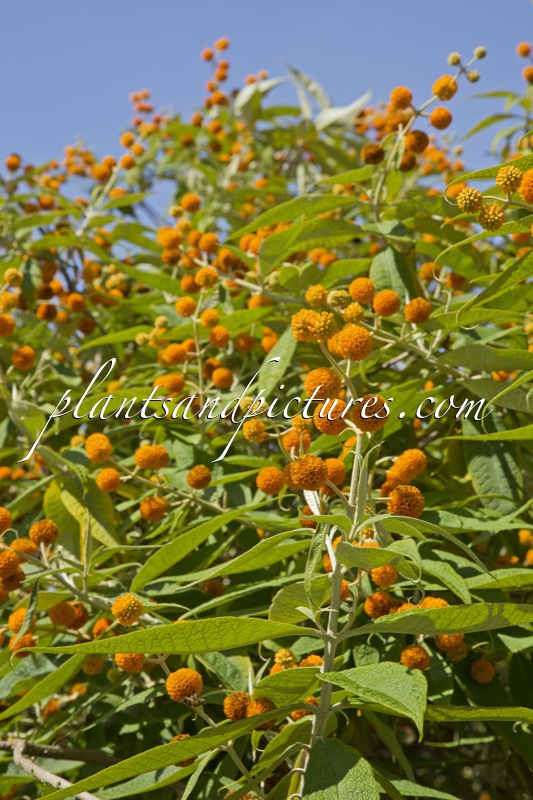 Buddleja globosa