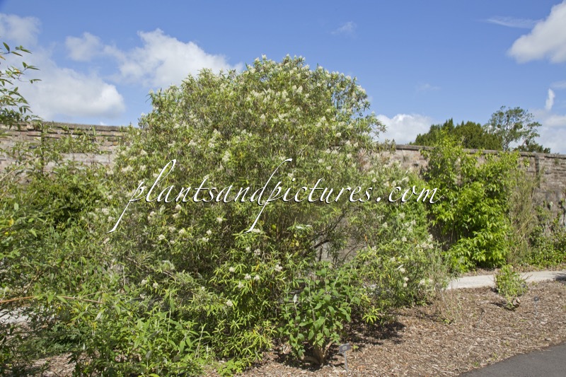 Buddleja loricata