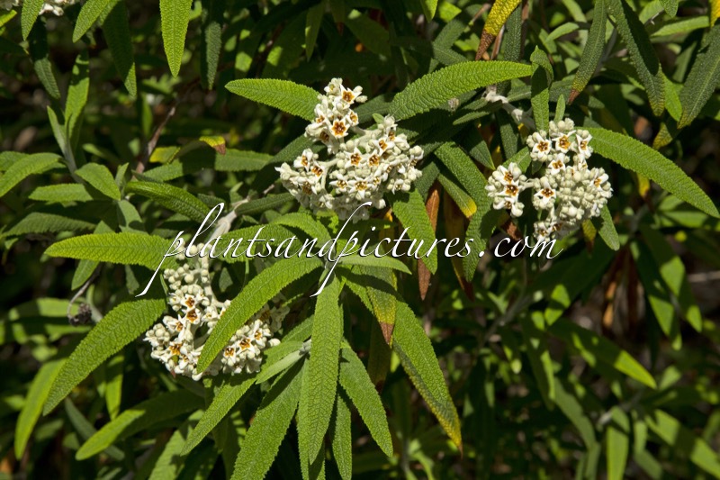 Buddleja loricata