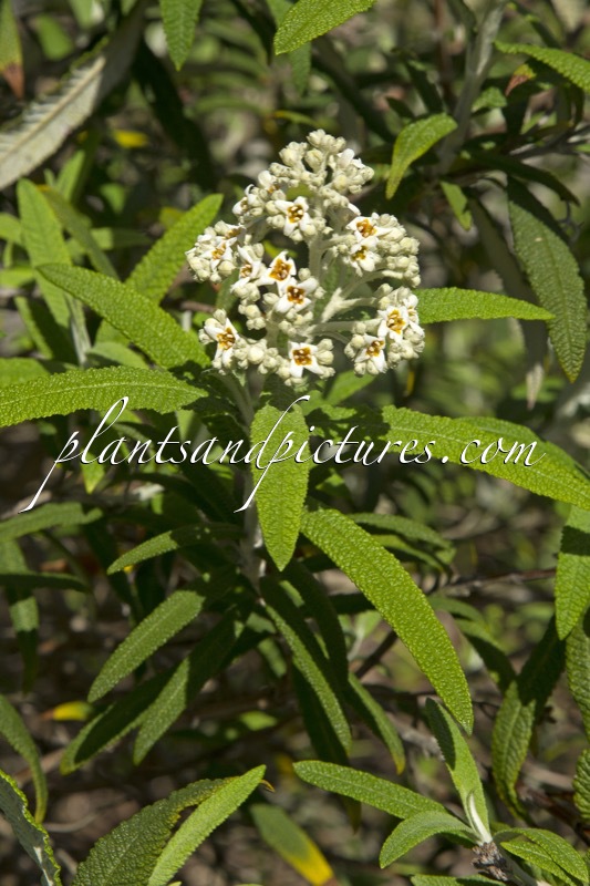 Buddleja loricata