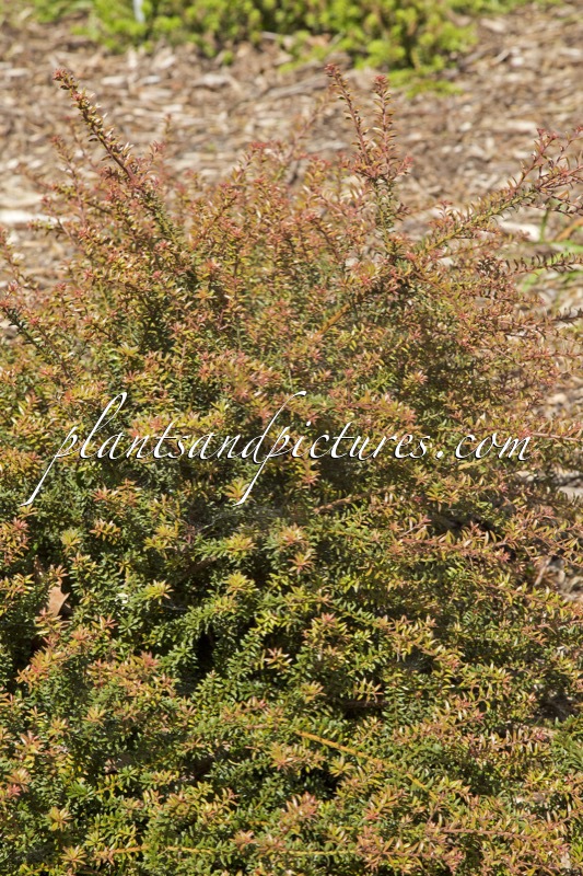 Podocarpus ‘Young Rusty’