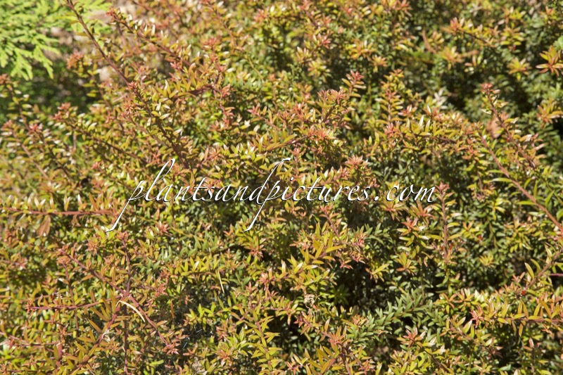 Podocarpus ‘Young Rusty’