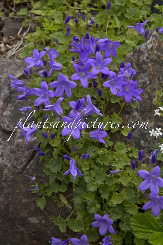 Campanula ‘Profusion’